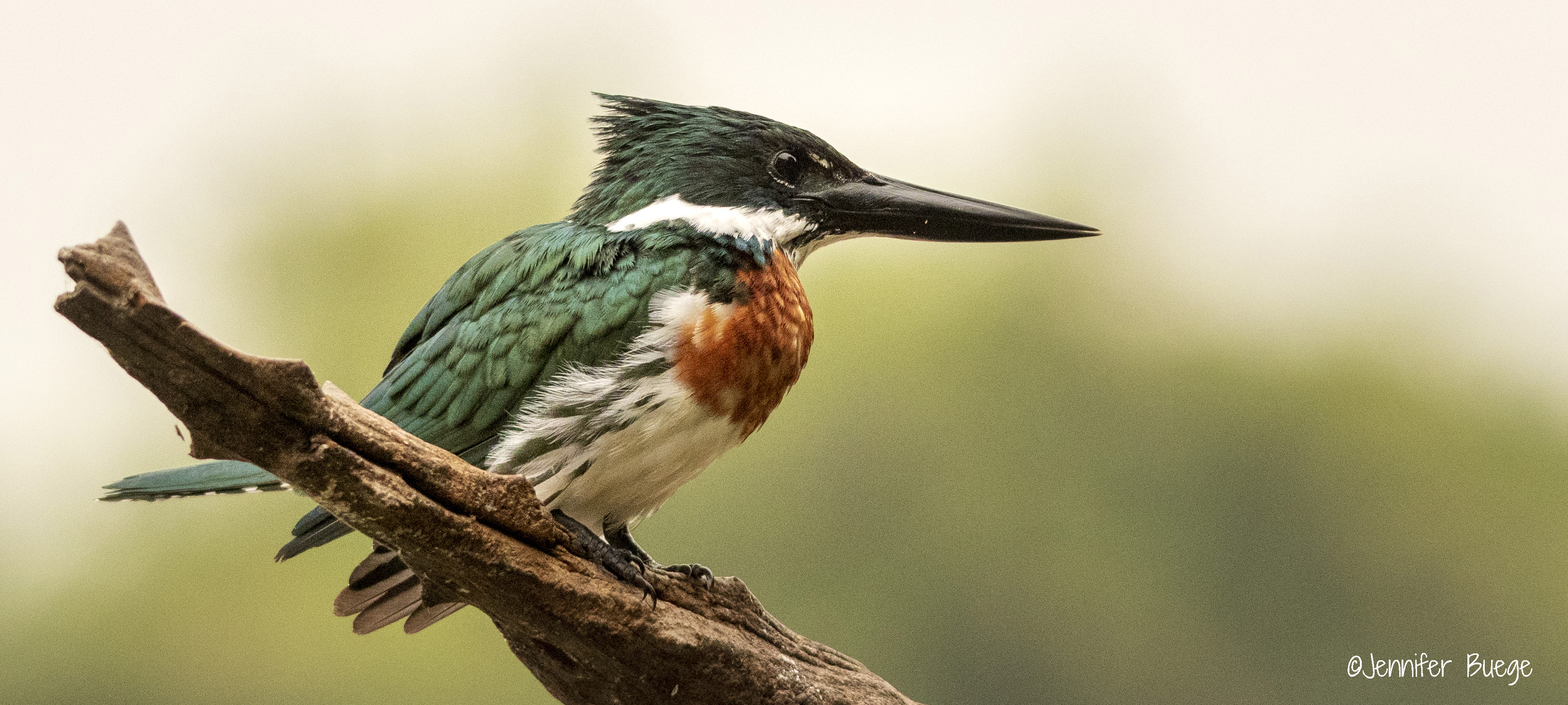 An Amazon kingfisher