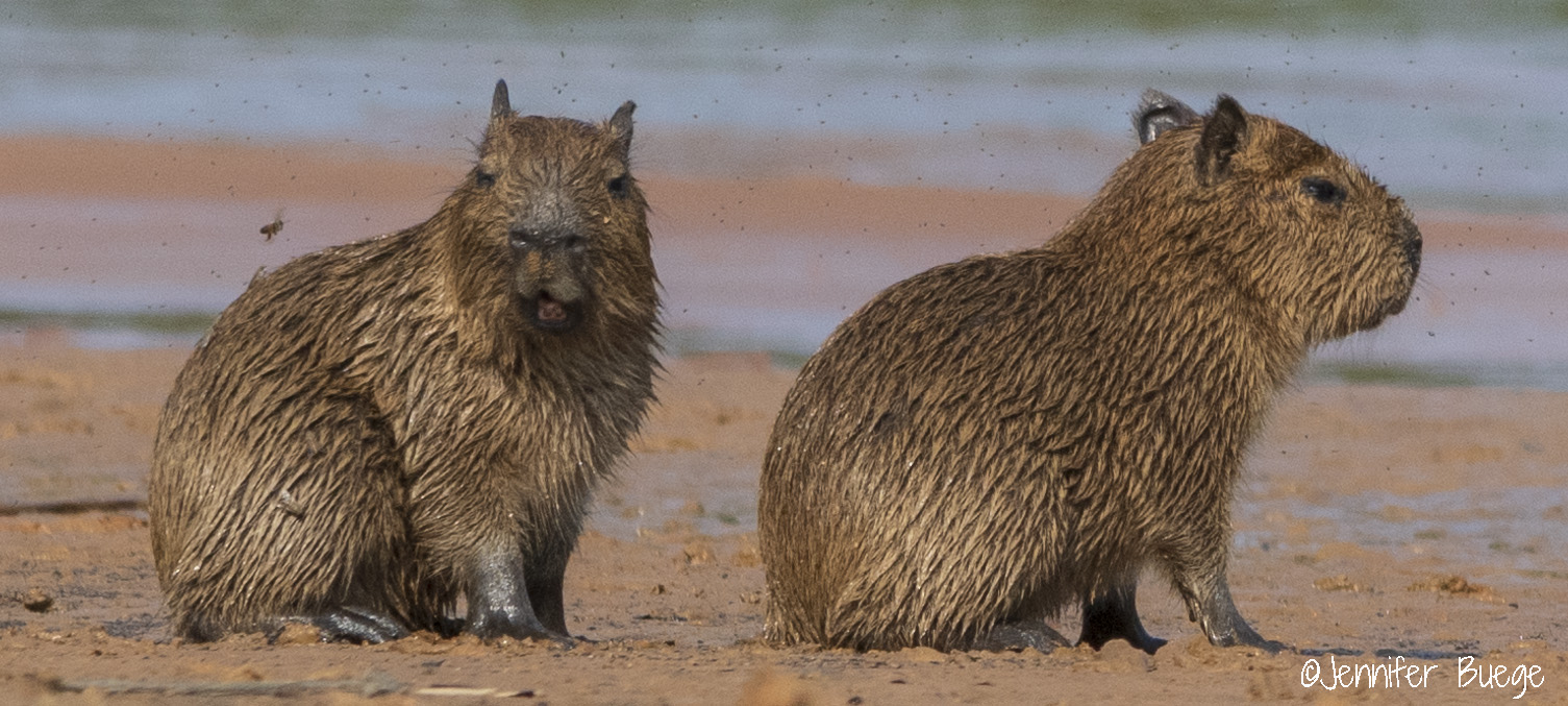 Two baby capybara on the beach