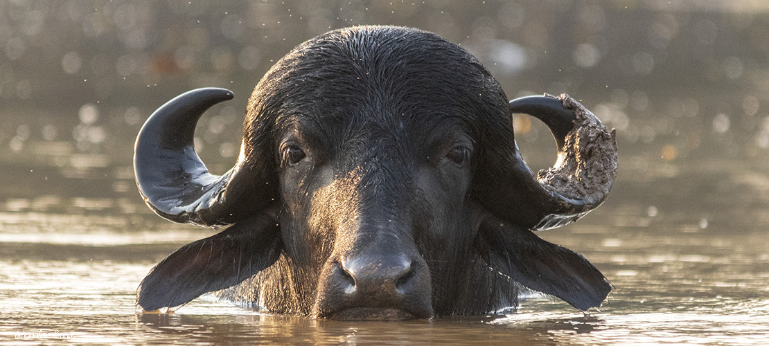 A buffalo in the Pantanal