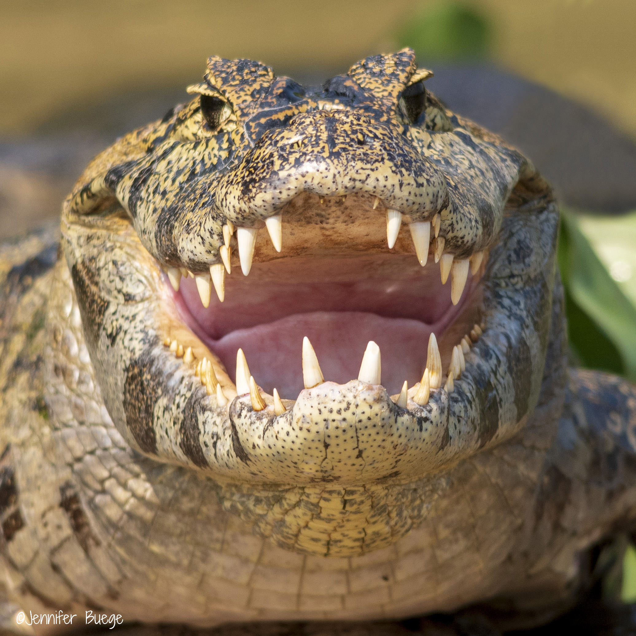 A caiman with its mouth open