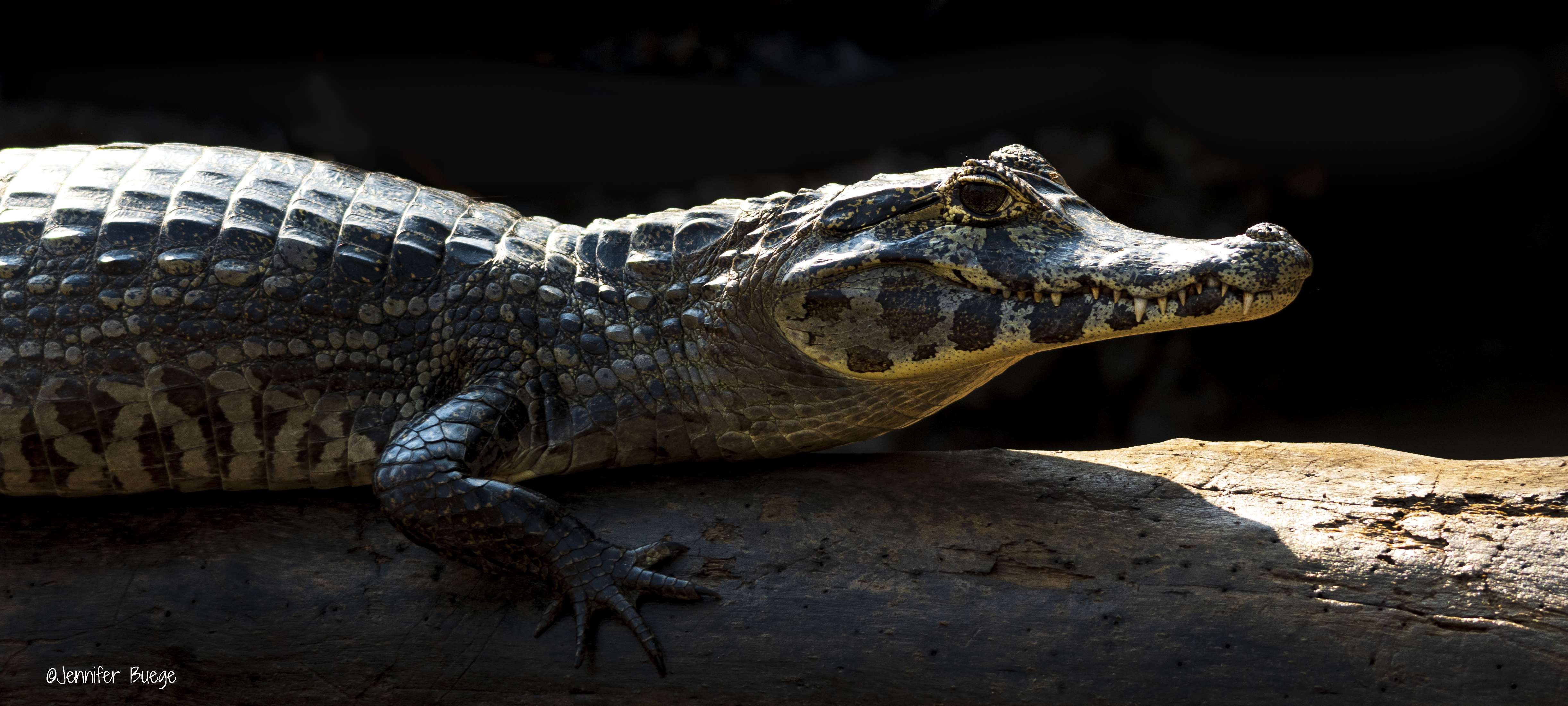 A caiman sits in shadow on a log