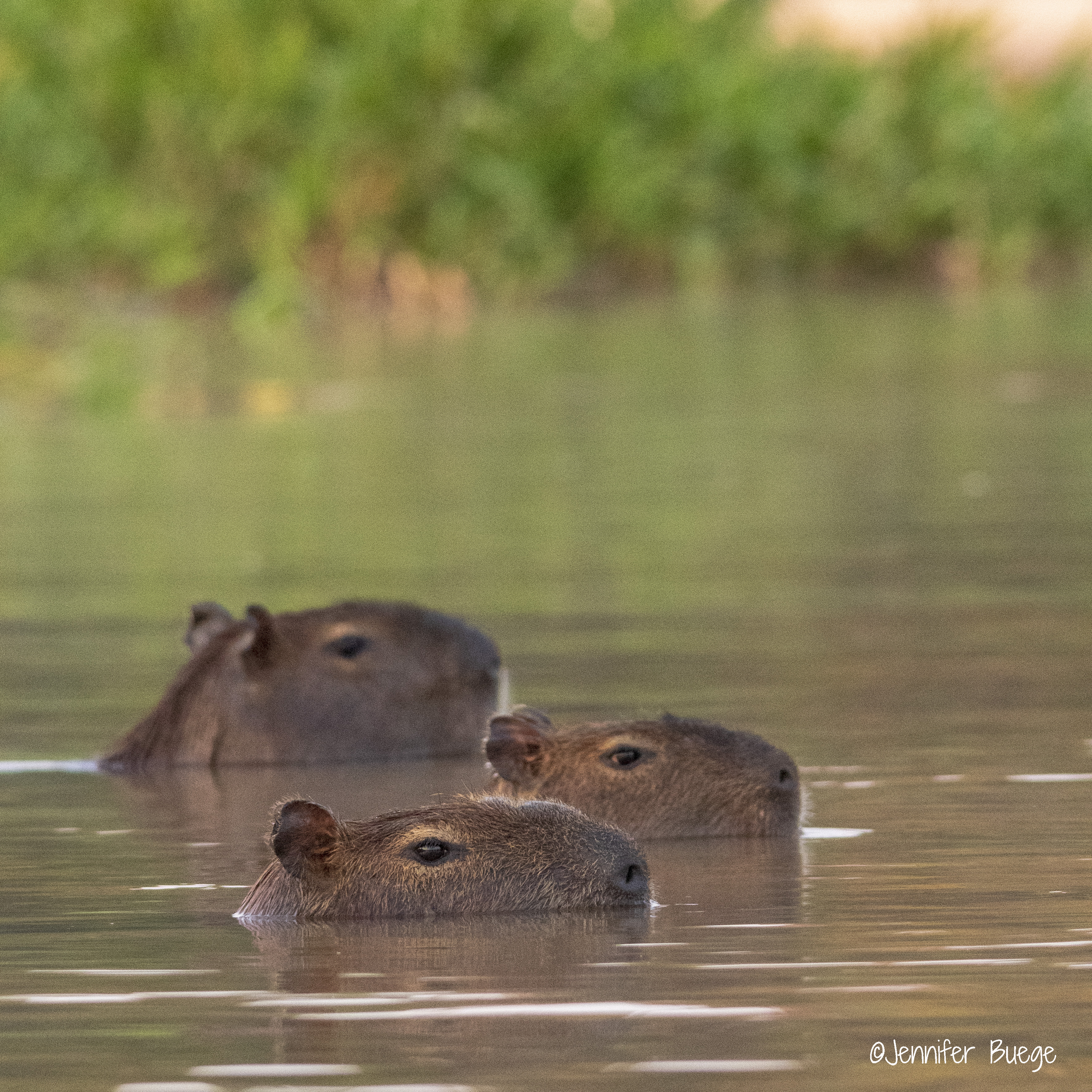 A trio of capybara swim in the water