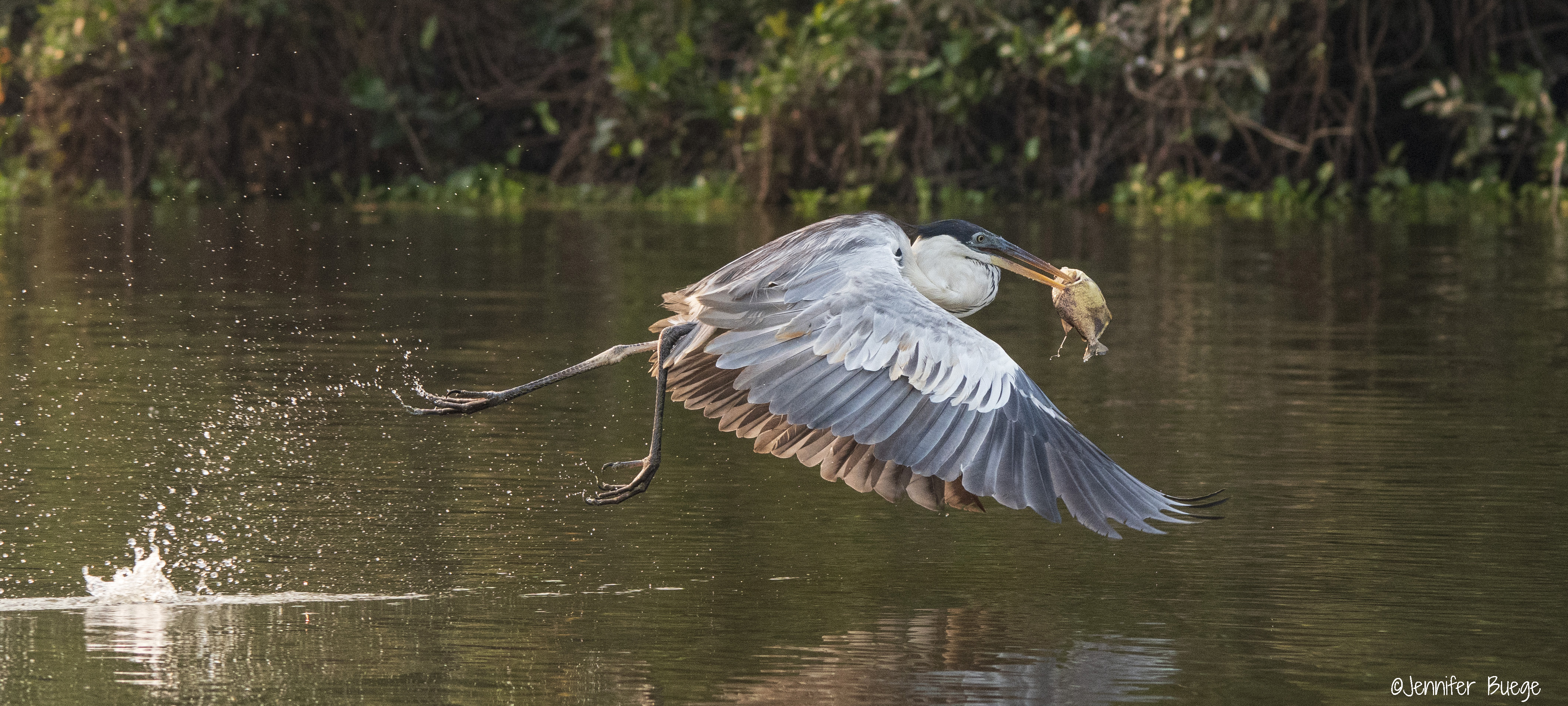 A heron flies across the water after catching a piranha