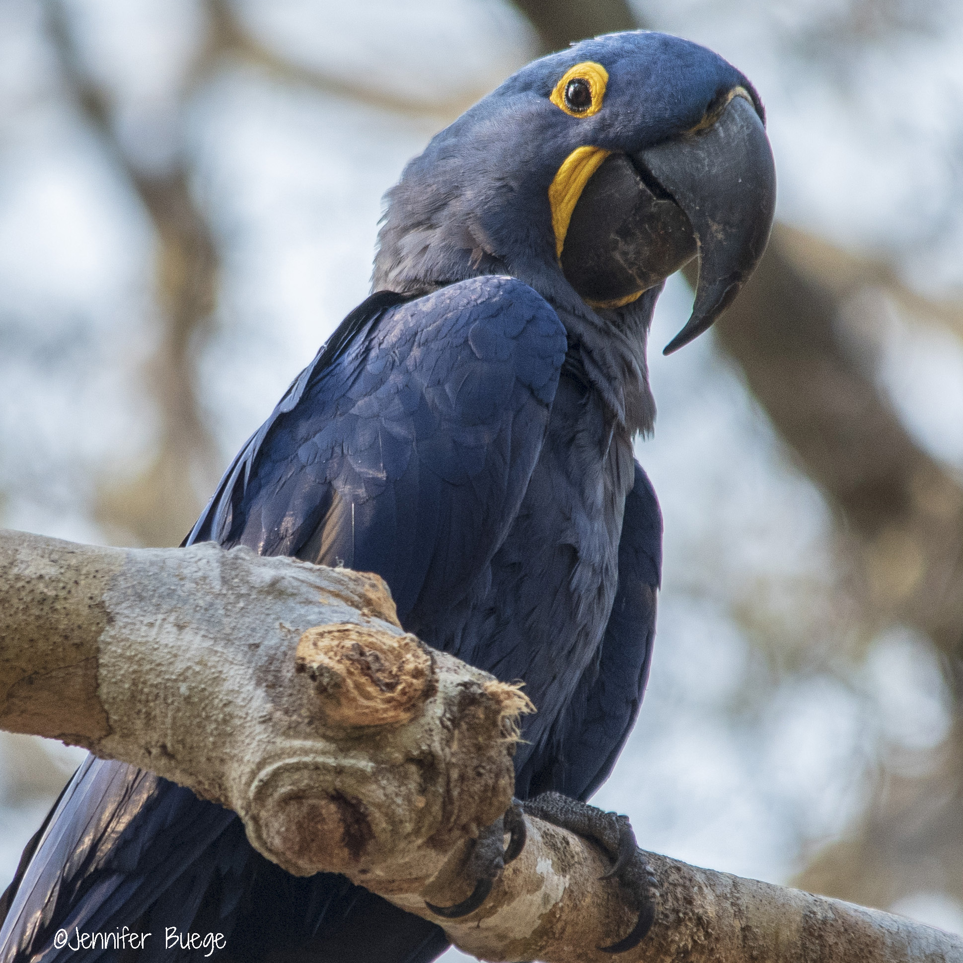 A hyacinth macaw