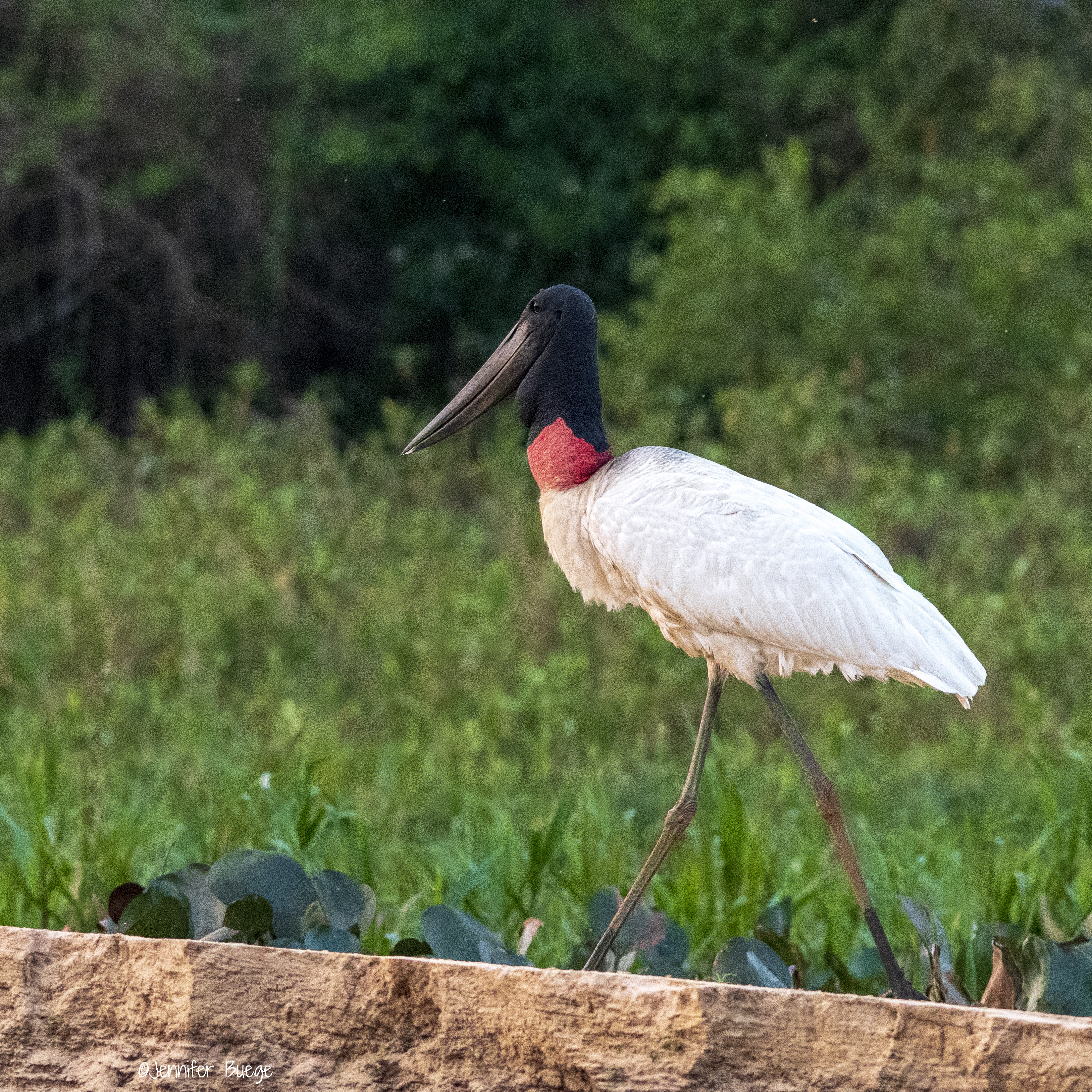 A jabiru stork