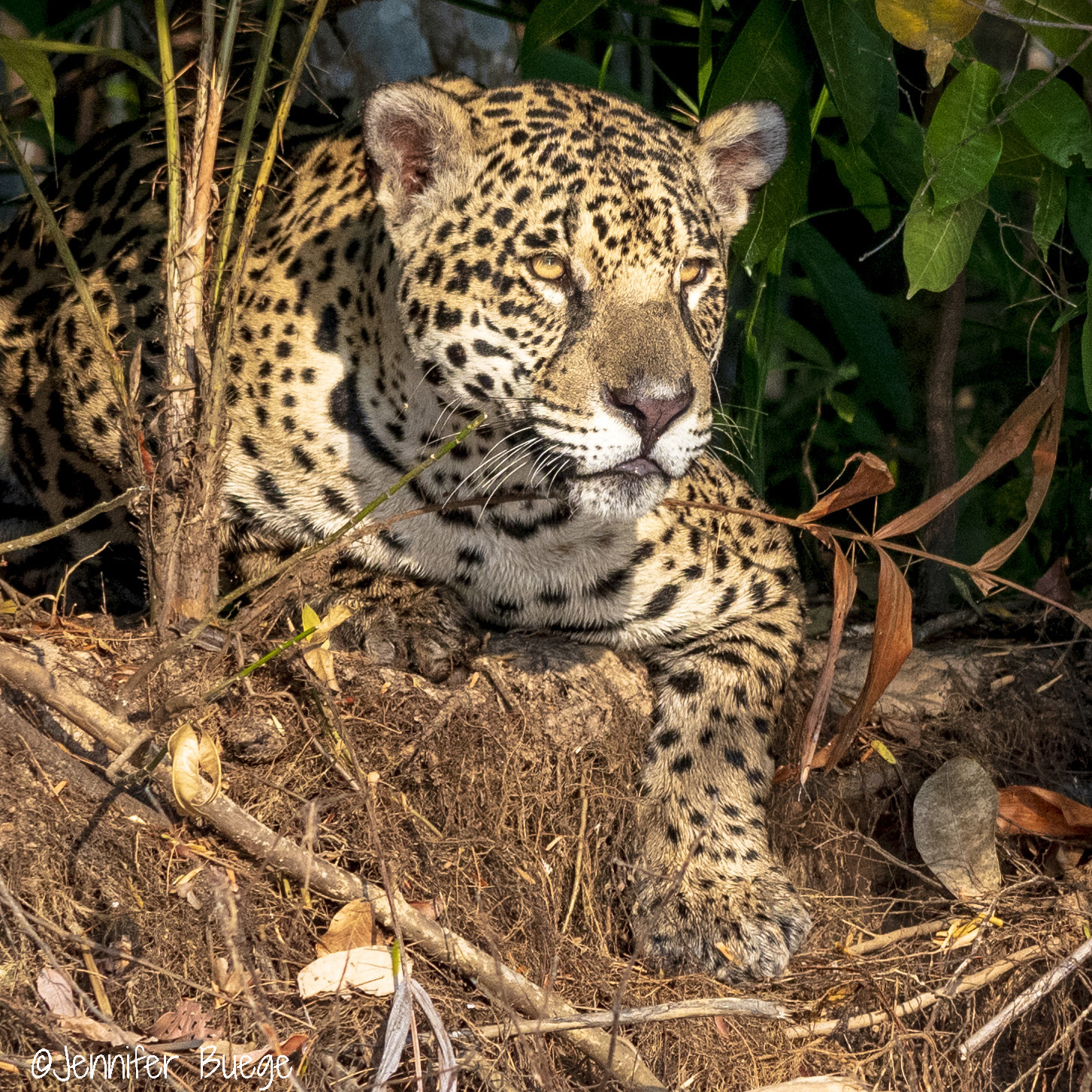 A jaguar on the hunt