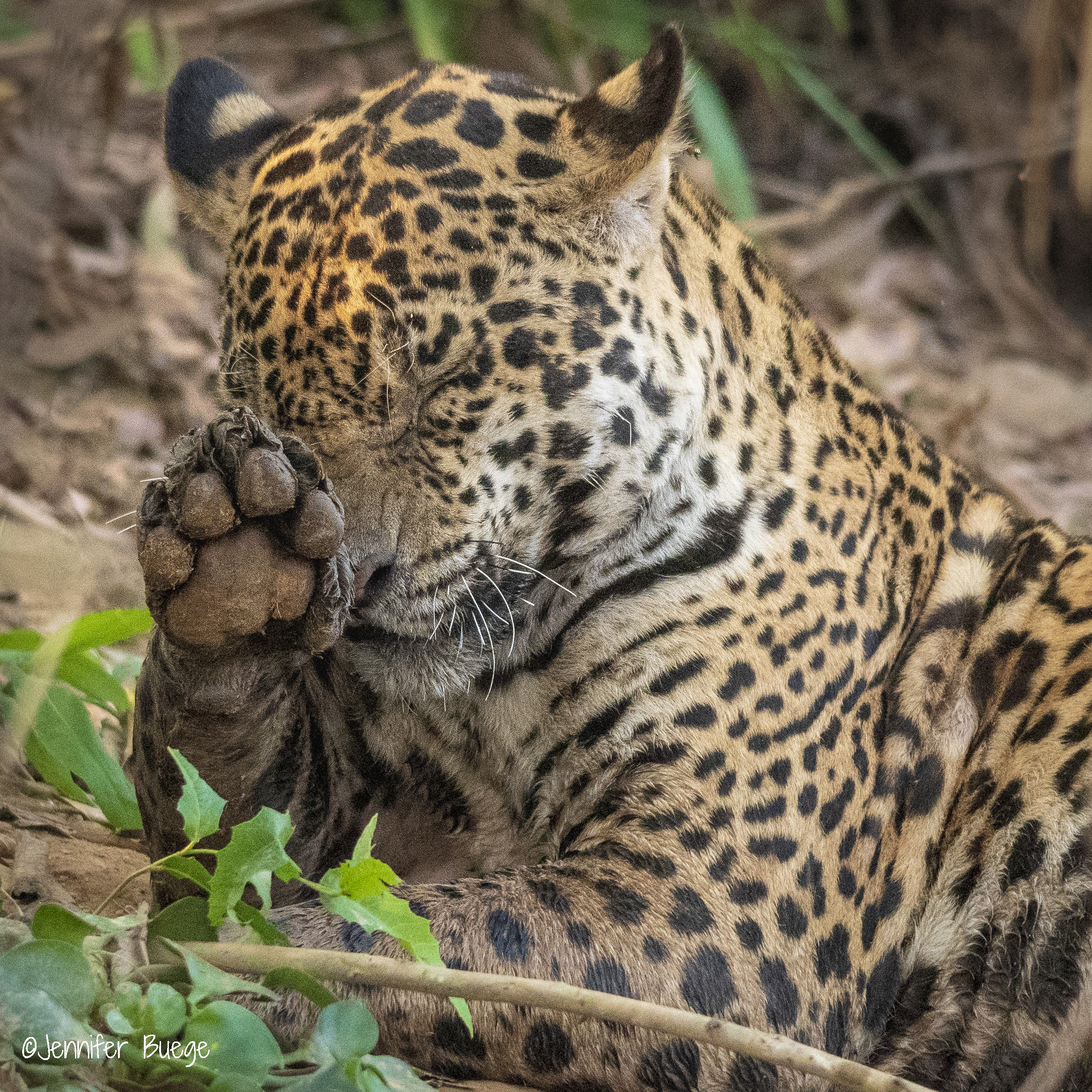 A jaguar cleans its paw