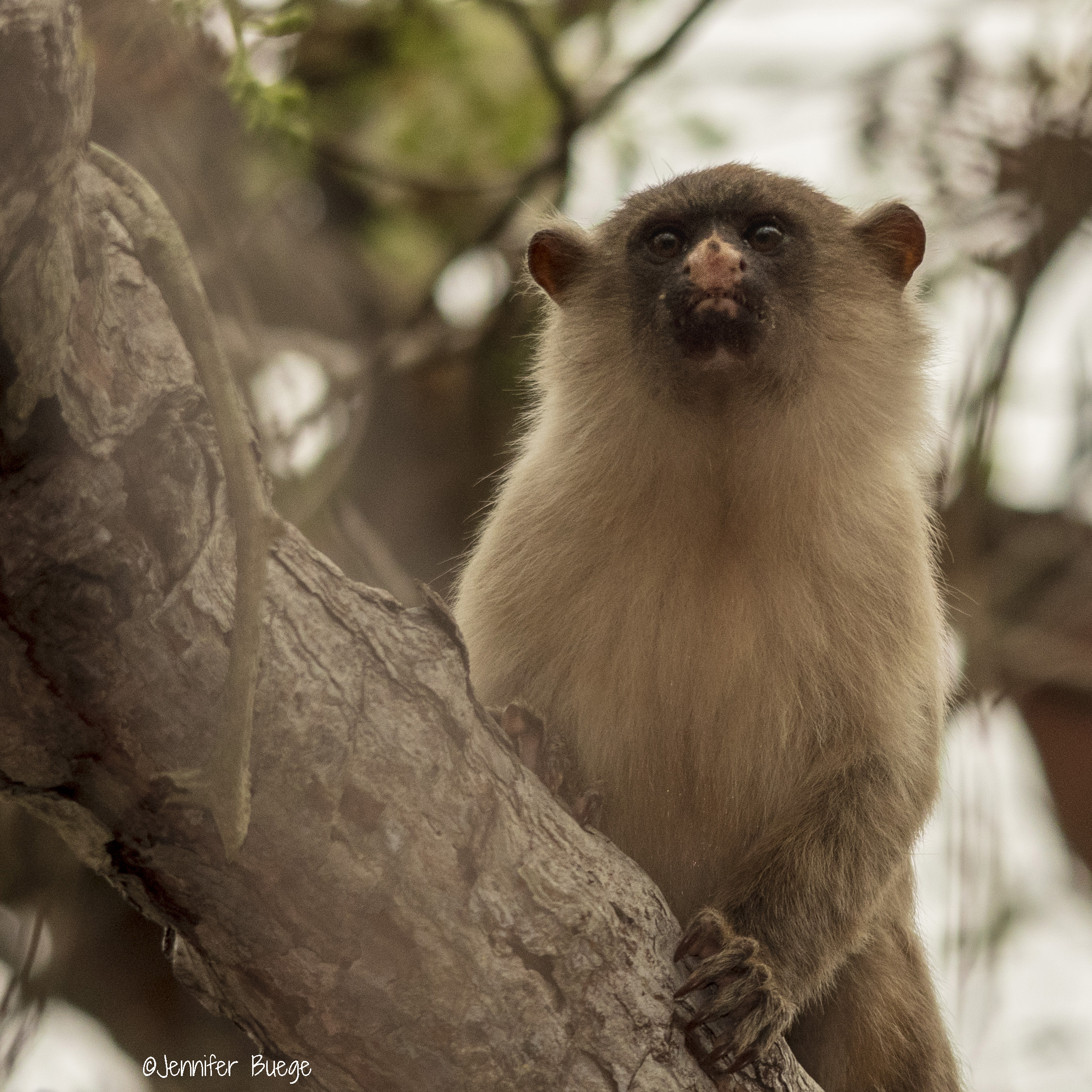 A marmoset monkey