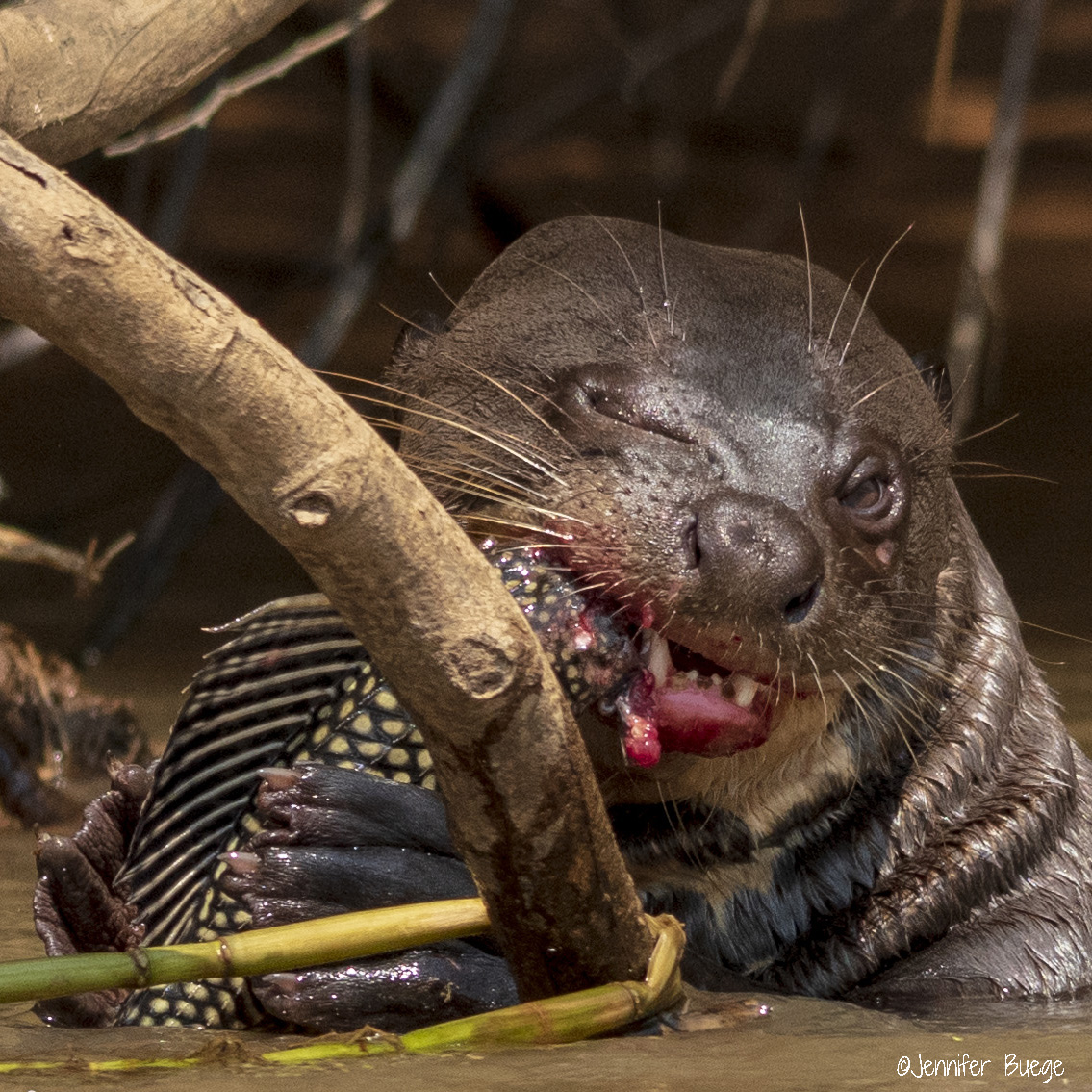 An otter gnaws on a snack of catfish