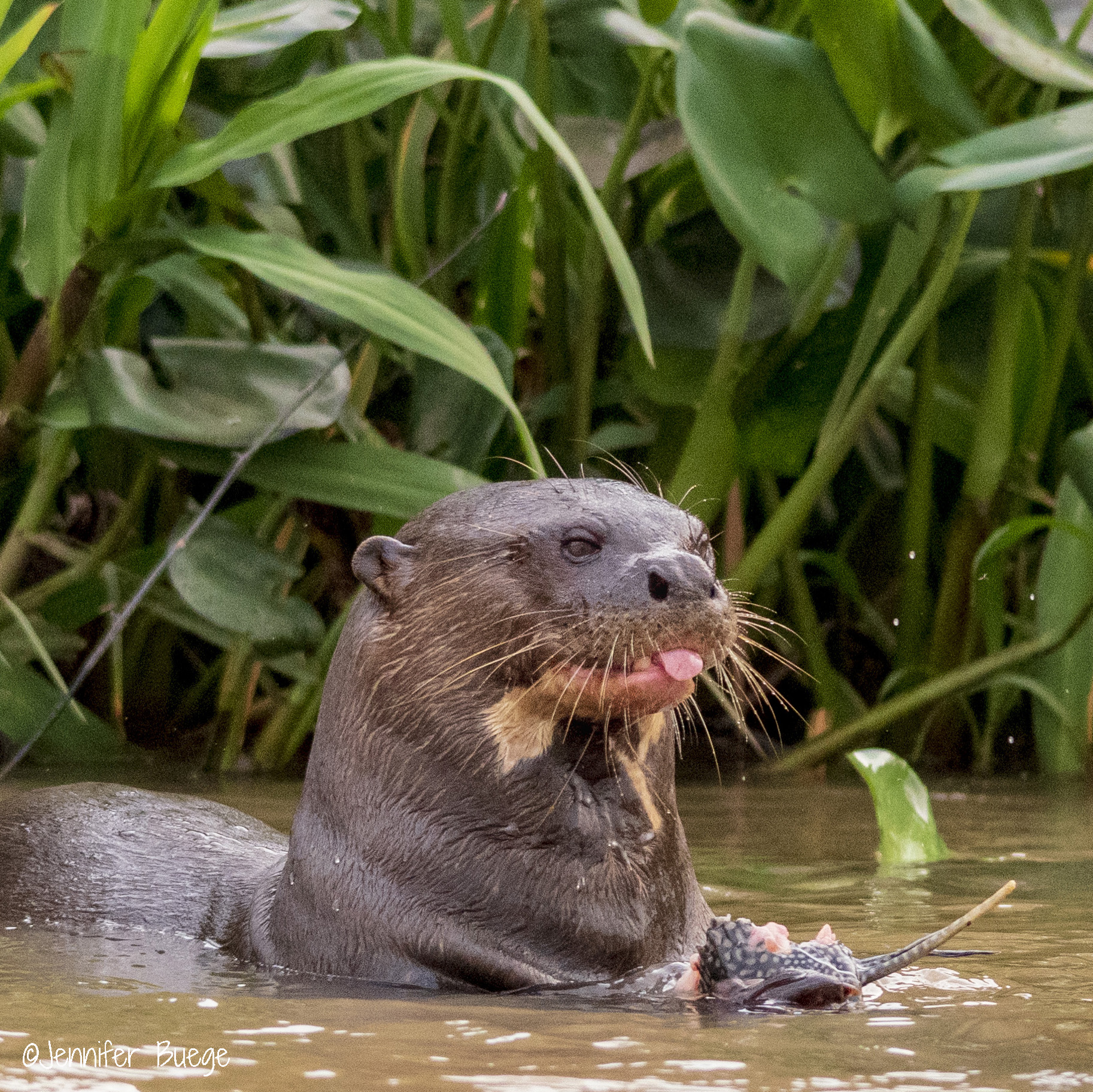 An otter relaxes with its tongue out