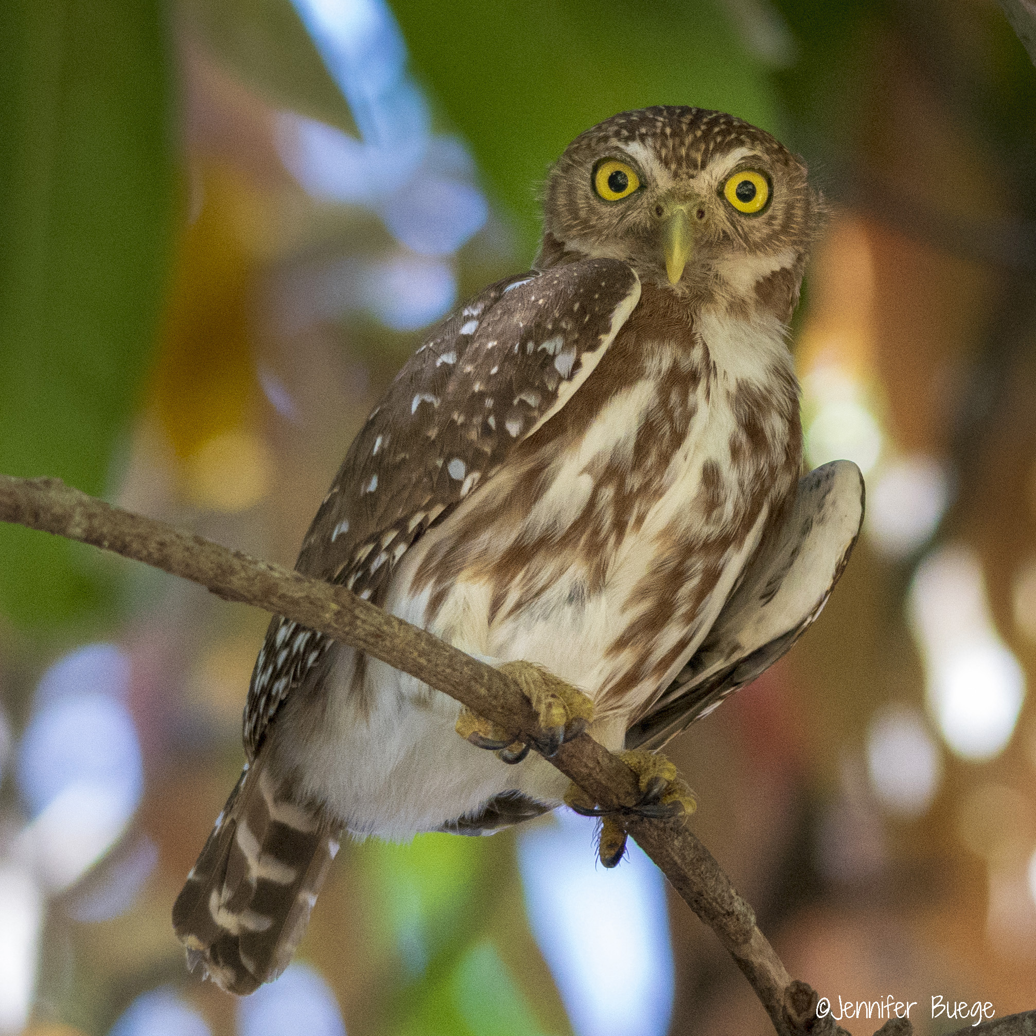 A pygmy owl