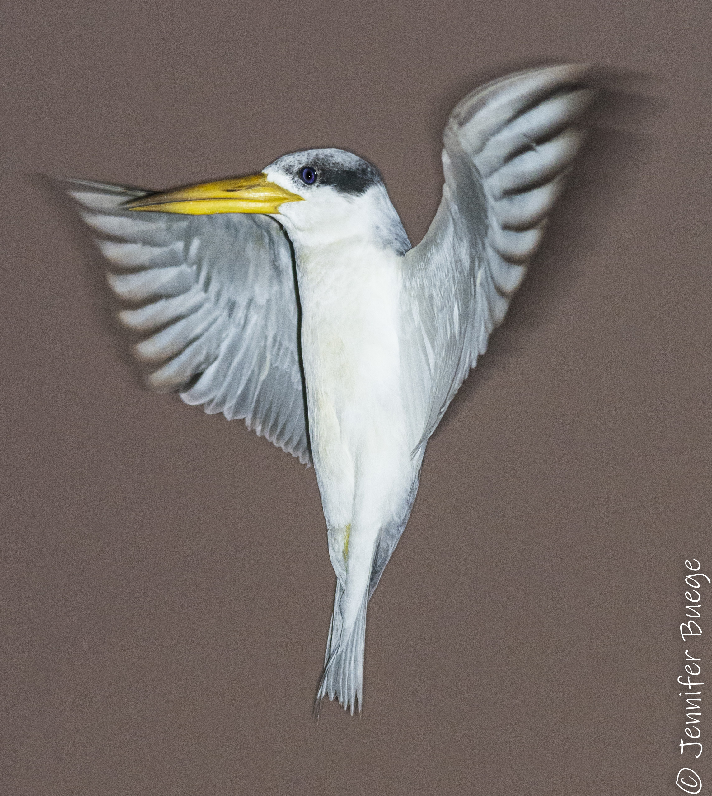 An artistic take on a yellow-billed tern