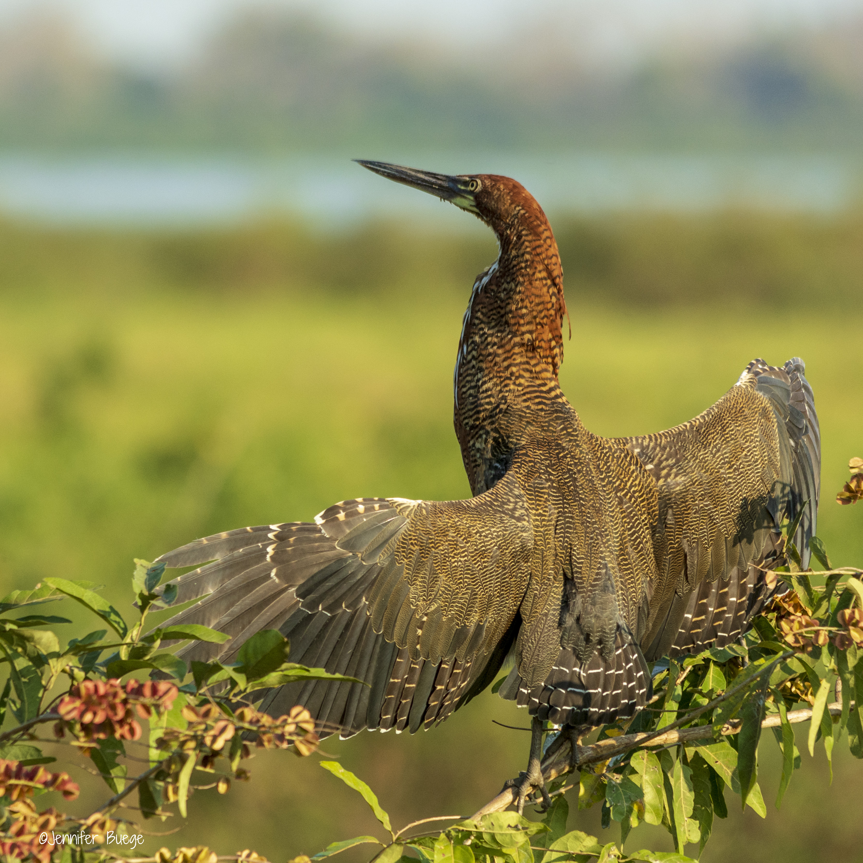 A tiger heron spreads its wings