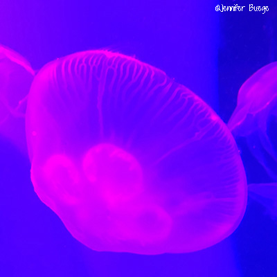 A bright pink jellyfish against a blue and purple background