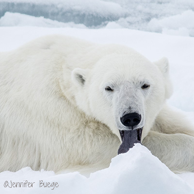 A polar bear licking ice