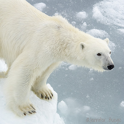 A close-up shot of a polar bear in profile