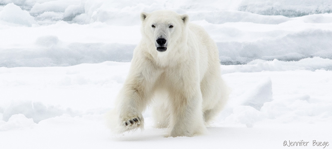 Exploring Svalbard