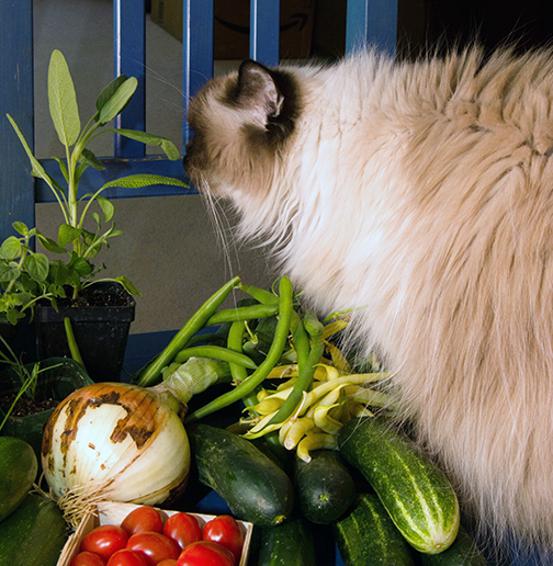 Cat sniffing veggies