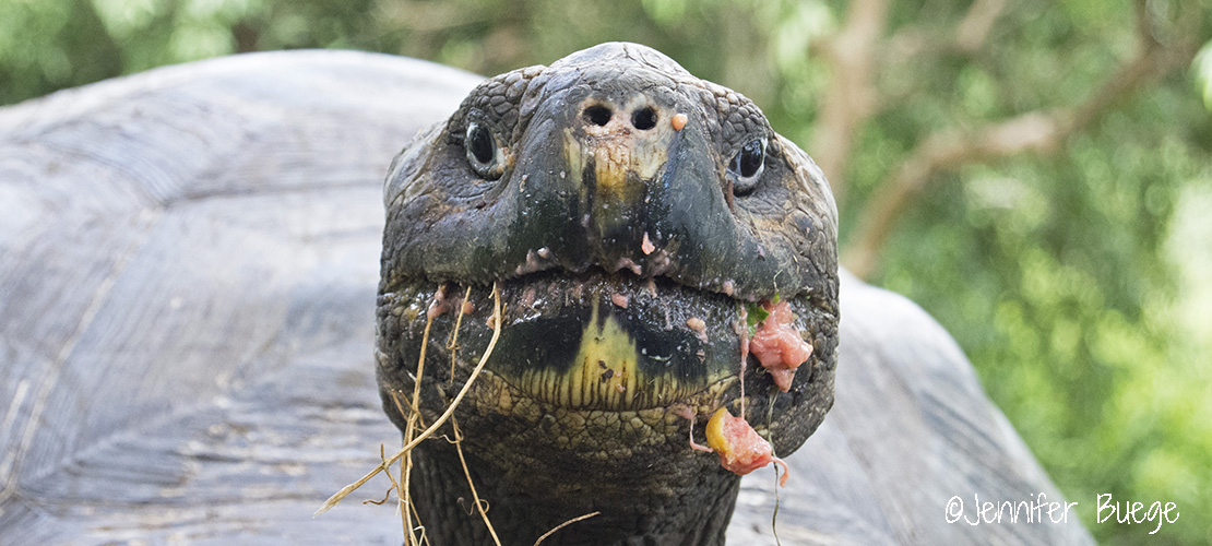 Galápagos Islands