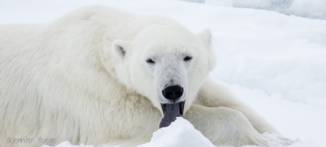 In Search of Polar Bears